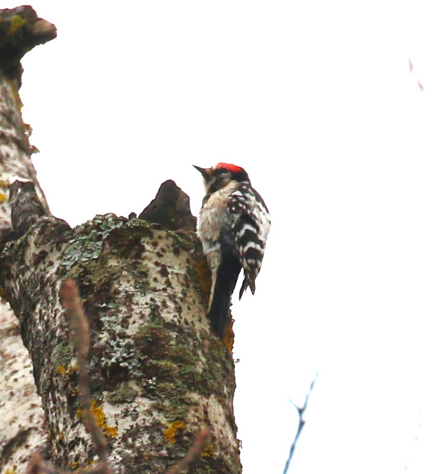 Lesser Spotted Woodpecker - ML619772136