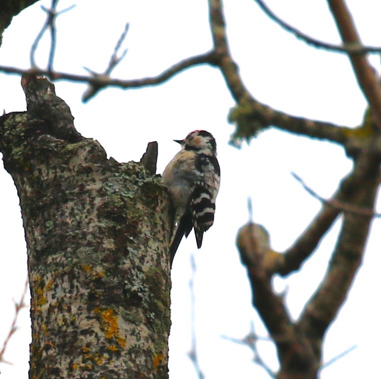 Lesser Spotted Woodpecker - ML619772137