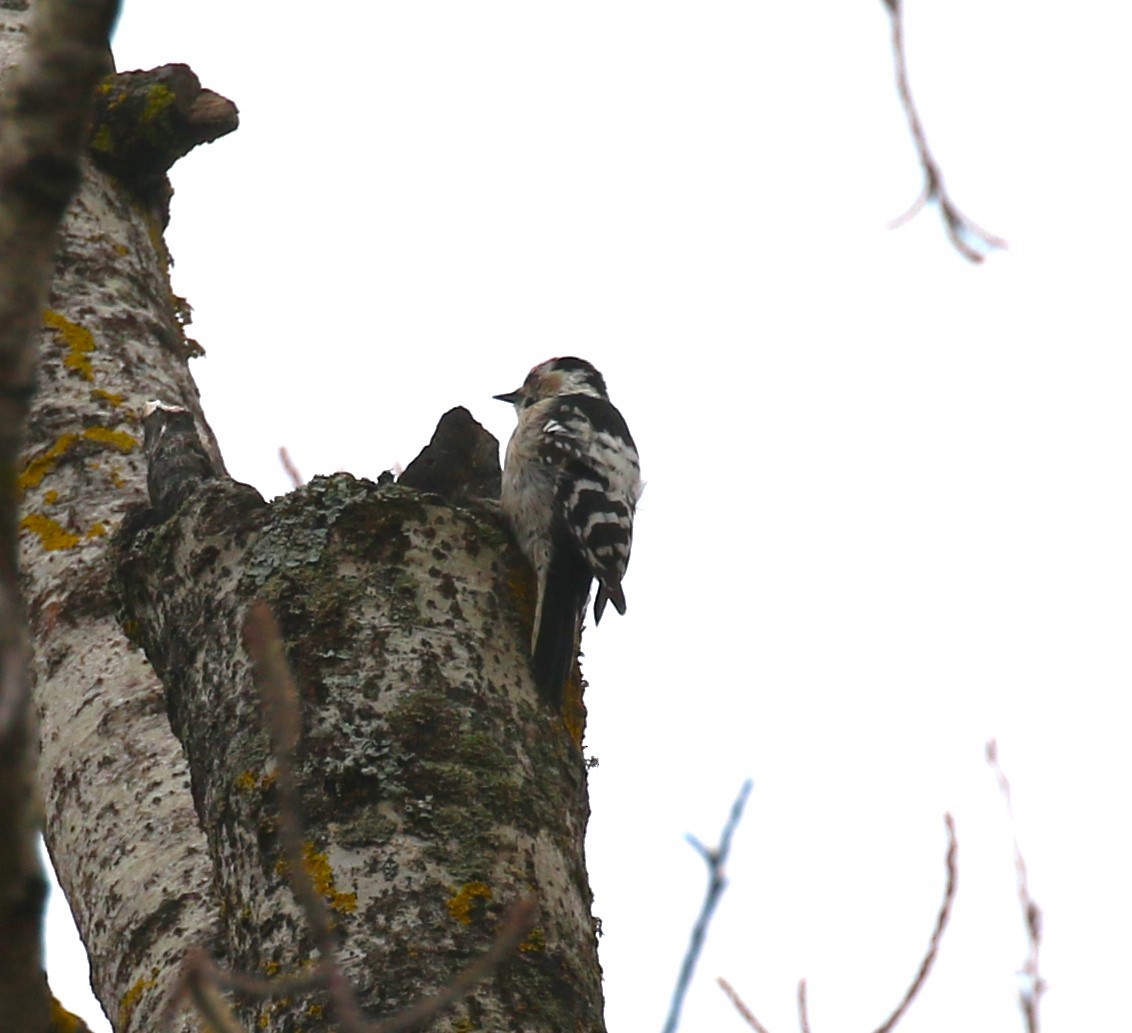 Lesser Spotted Woodpecker - ML619772141