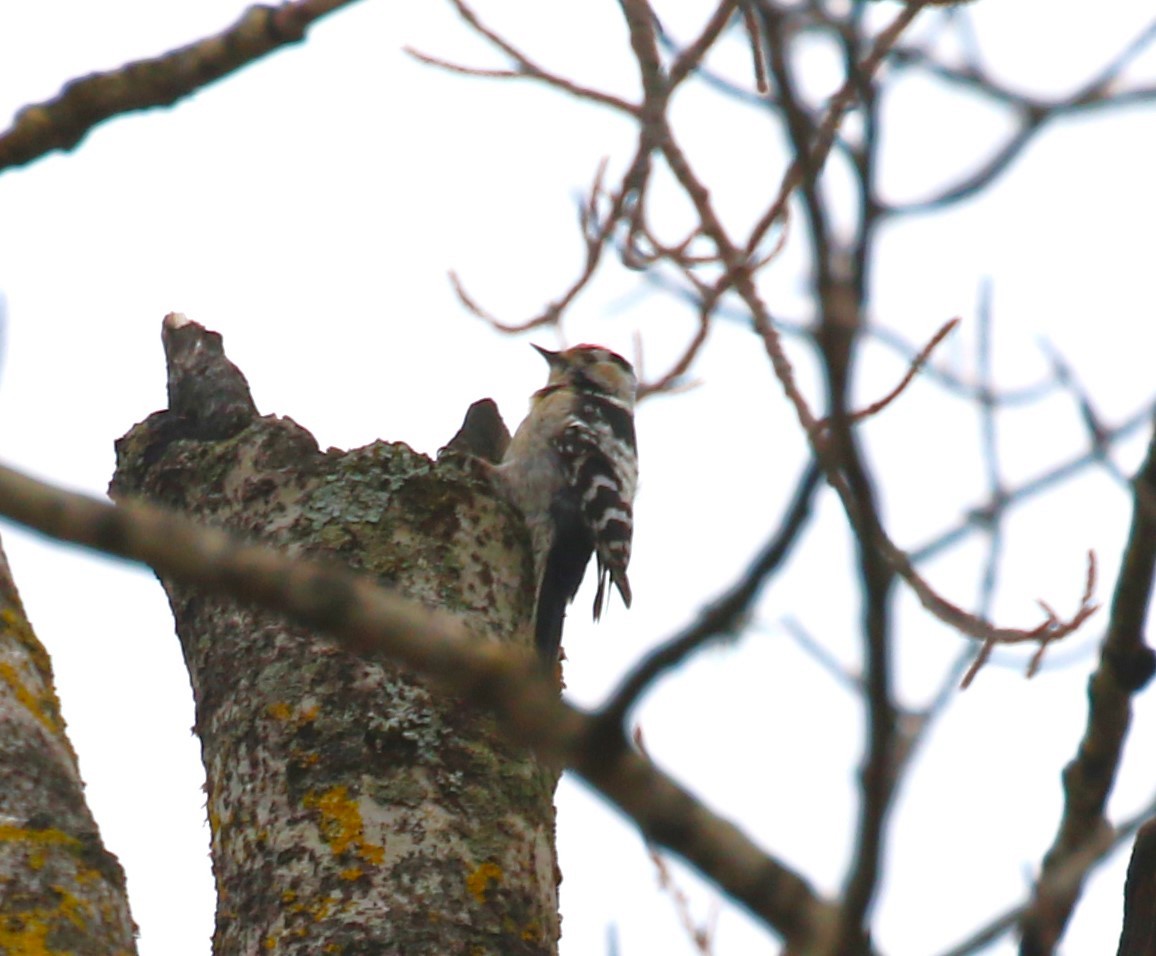 Lesser Spotted Woodpecker - ML619772142