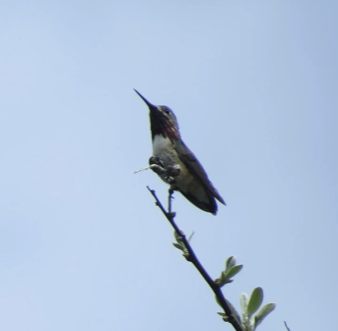 Calliope Hummingbird - ML619772151
