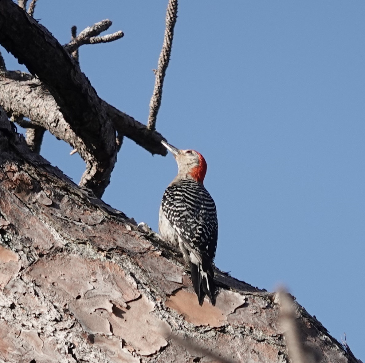 Red-bellied Woodpecker - ML619772181