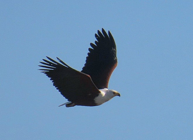 African Fish-Eagle - ML619772190