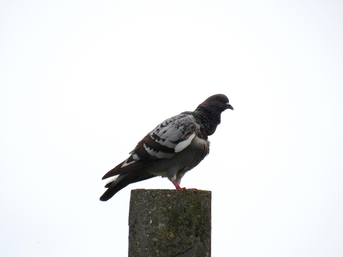 Rock Pigeon (Feral Pigeon) - ML619772254