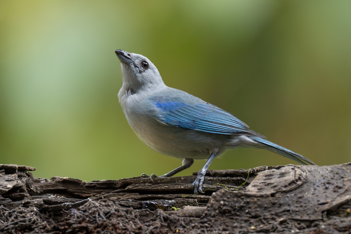 Blue-gray Tanager - ML619772357