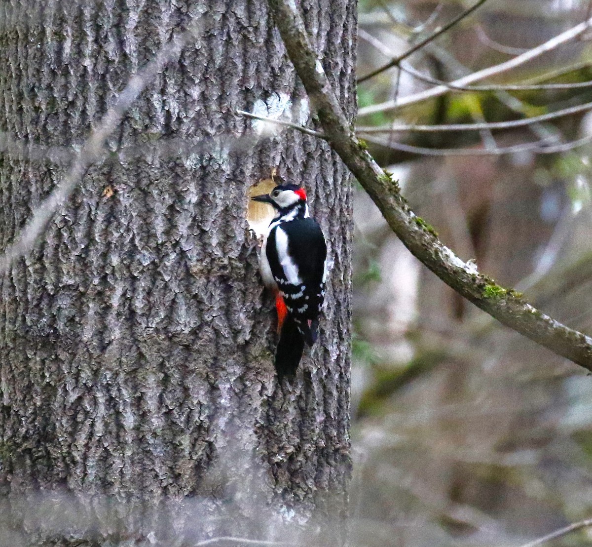 Great Spotted Woodpecker (Great Spotted) - ML619772412
