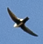 White-throated Swift - ML619772426
