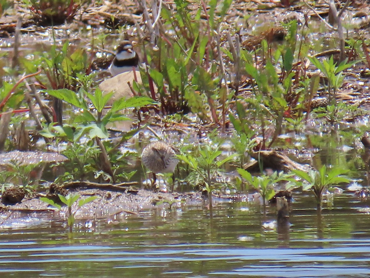Semipalmated Plover - ML619772428