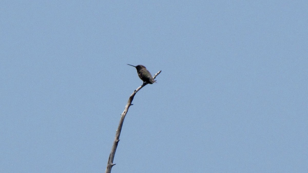 Black-chinned Hummingbird - ML619772462