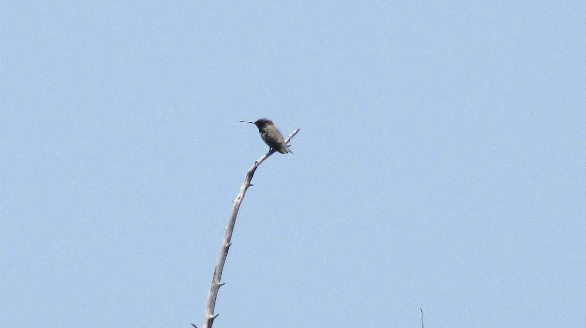Black-chinned Hummingbird - ML619772495