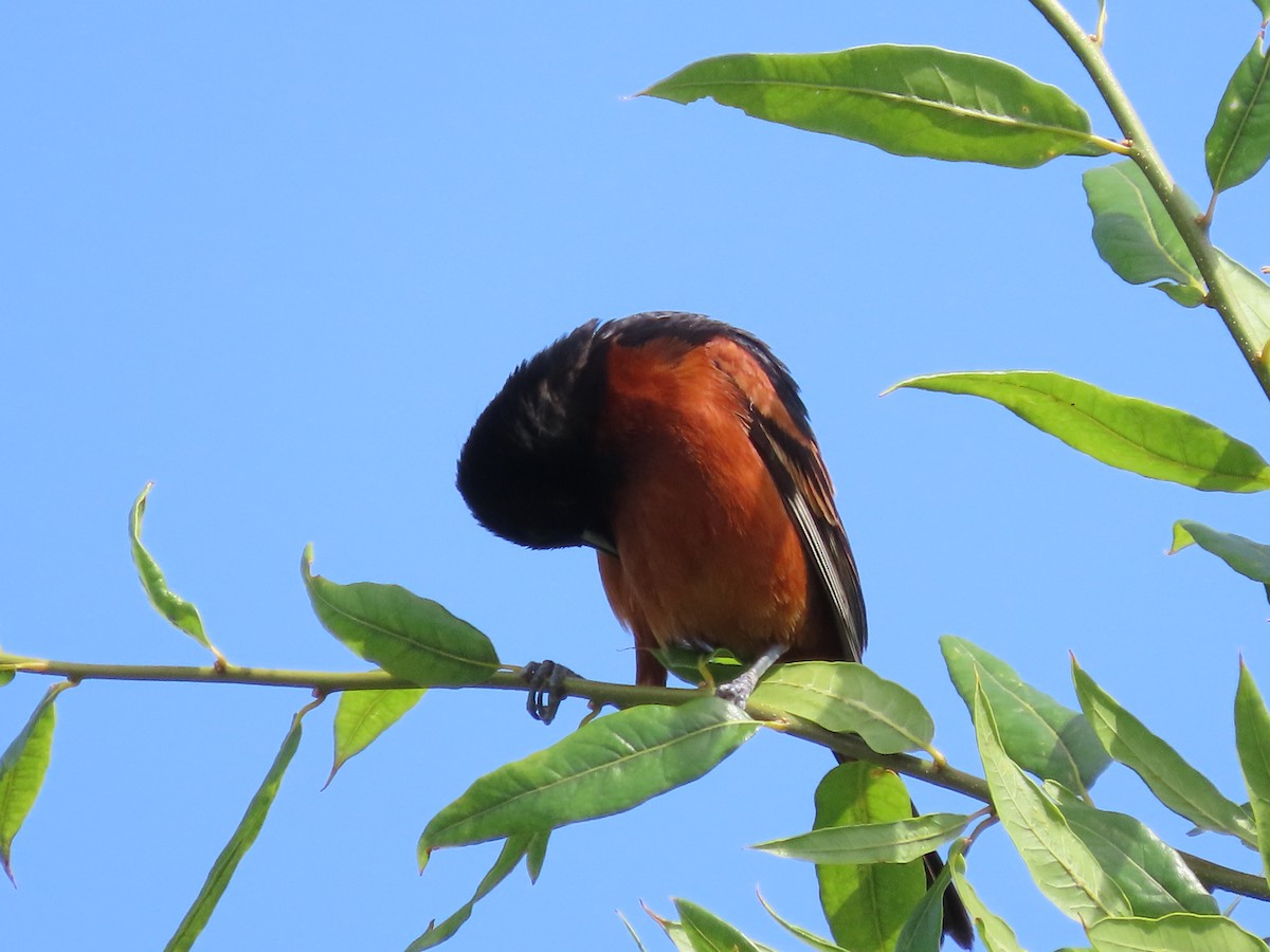 Orchard Oriole - ML619772640