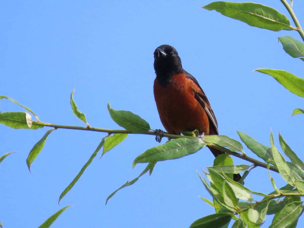 Orchard Oriole - ML619772644