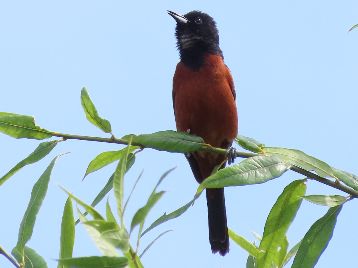 Orchard Oriole - ML619772649