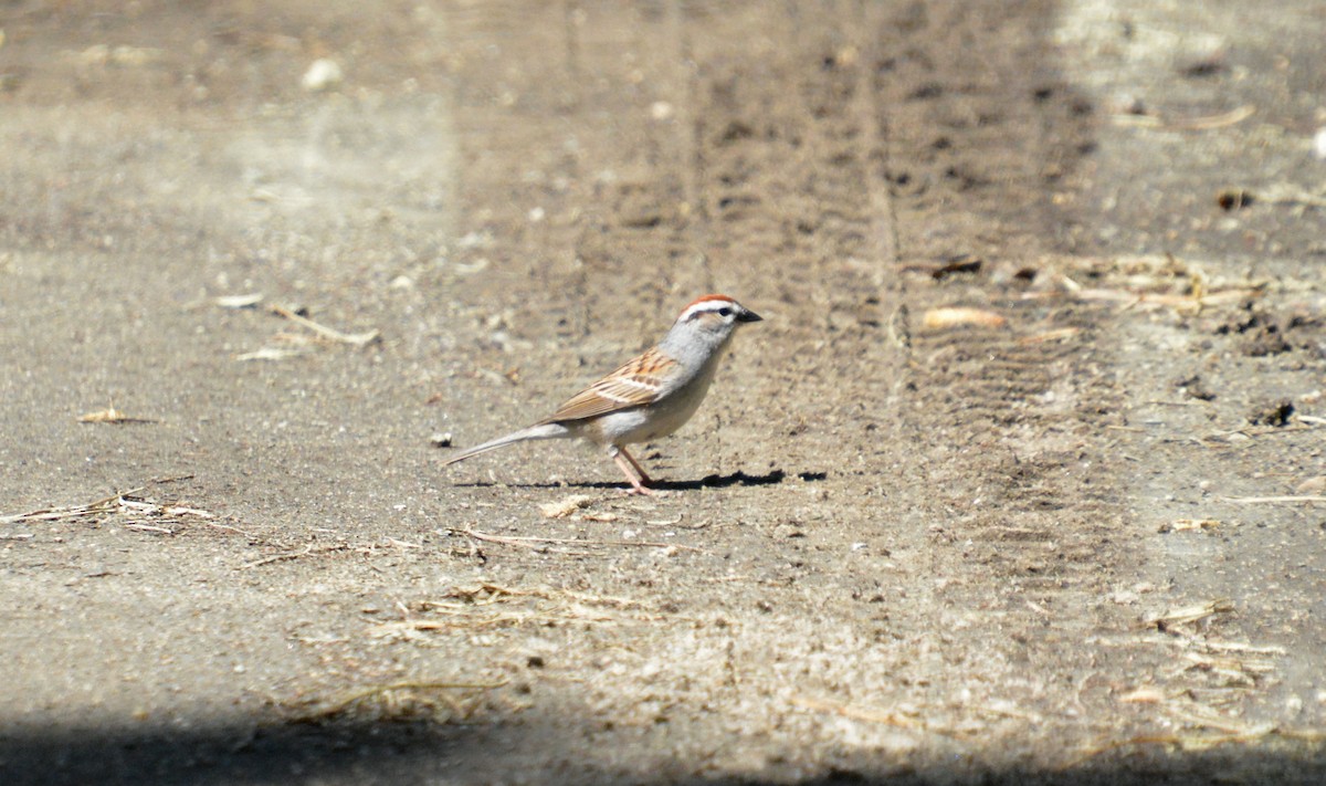 Chipping Sparrow - ML619772658