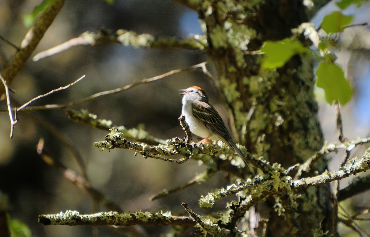Chipping Sparrow - ML619772659