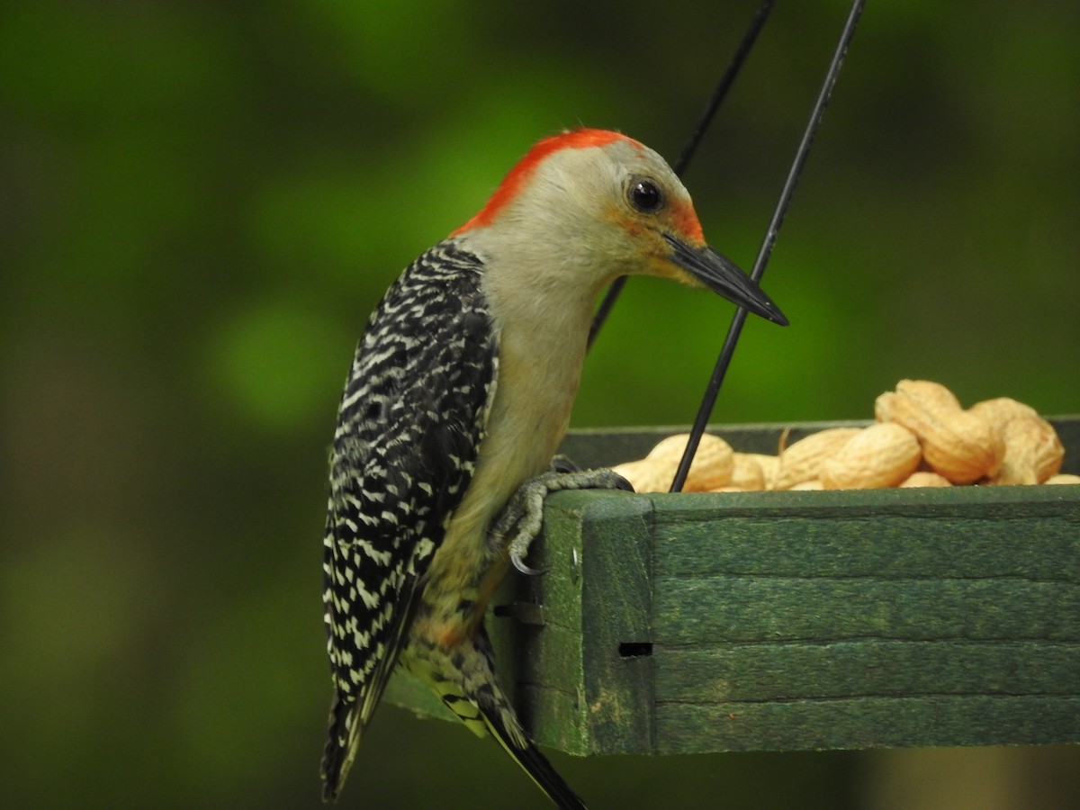 Red-bellied Woodpecker - ML619772669