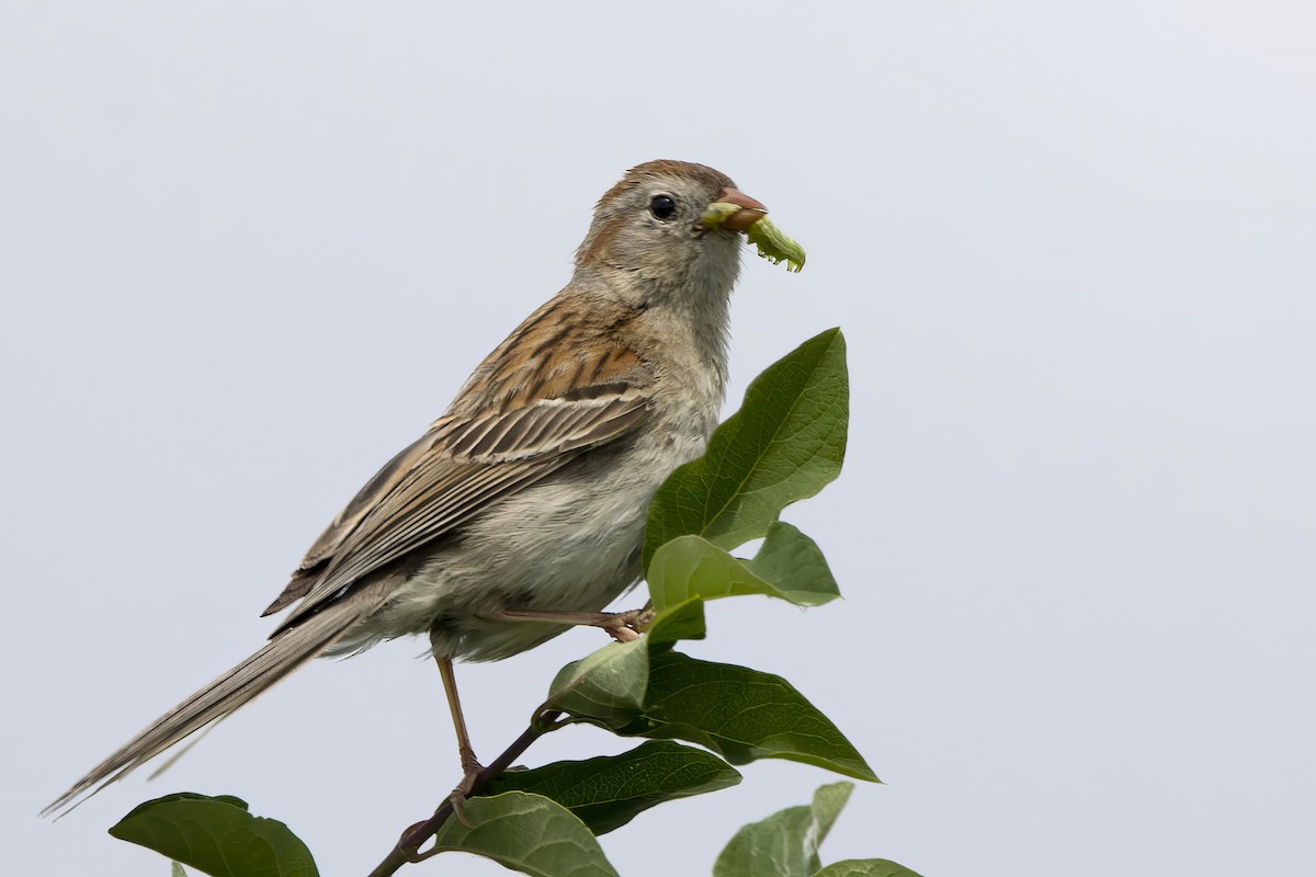 Field Sparrow - ML619772697