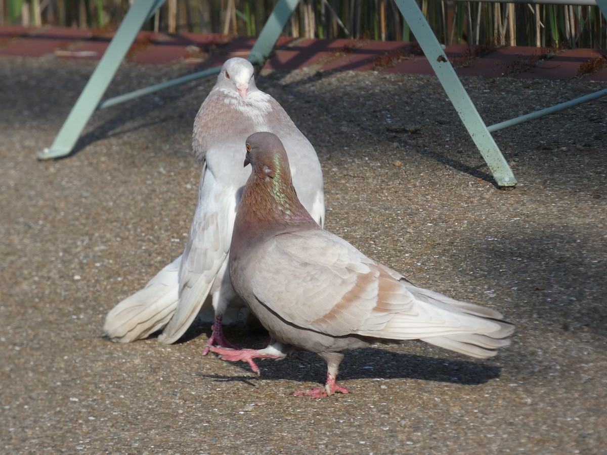 Сизый голубь (Одомашненного типа) - ML619772732