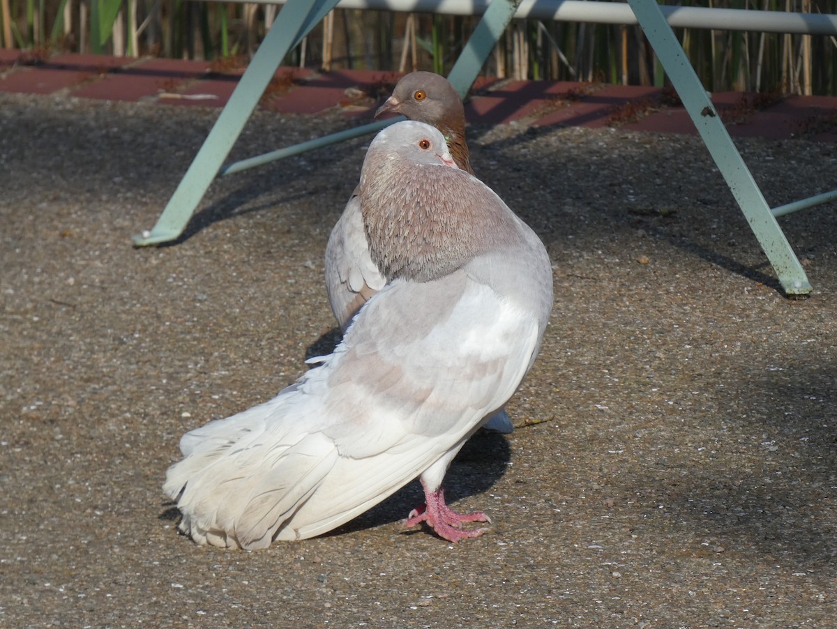 Rock Pigeon (Feral Pigeon) - ML619772733
