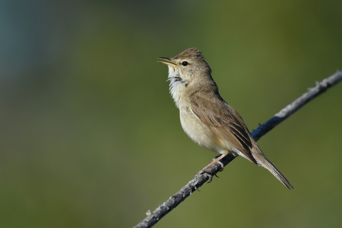 Booted Warbler - ML619772755