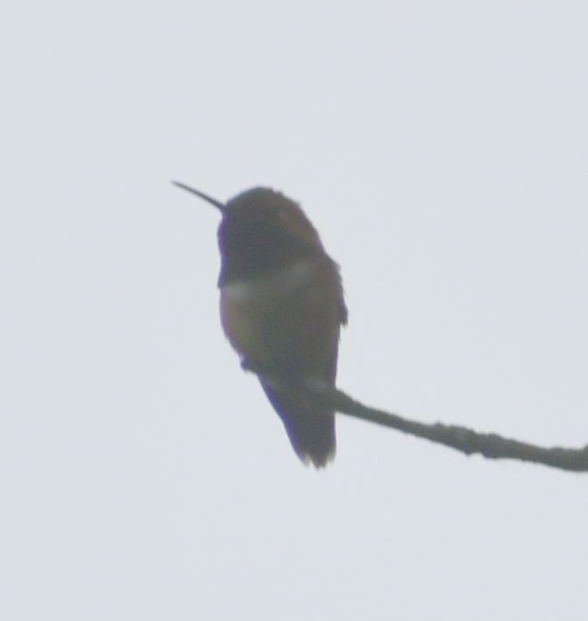 Rufous Hummingbird - ML619772768