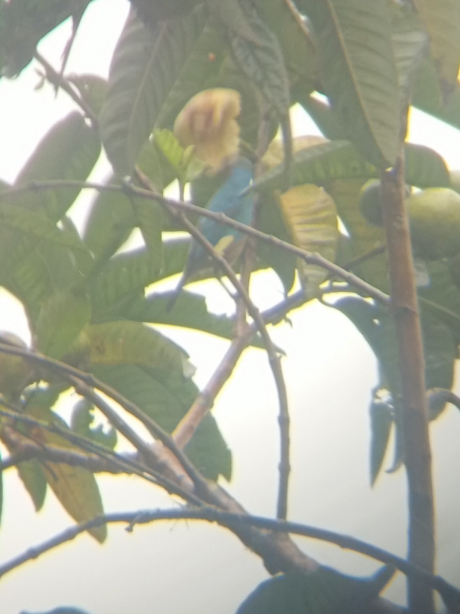Golden-naped Tanager - ML619772817