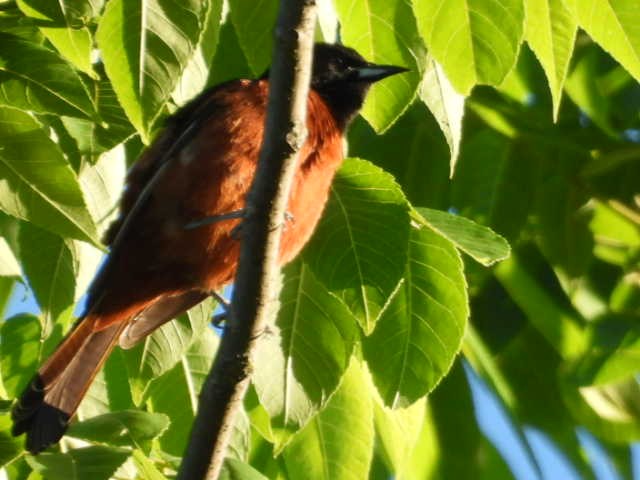 Orchard Oriole - ML619772841
