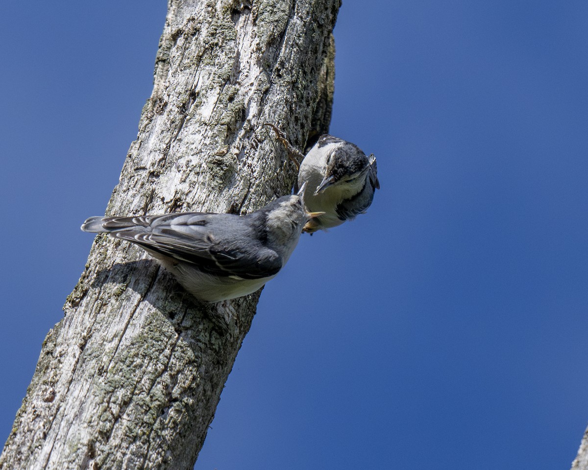 White-breasted Nuthatch - ML619772847