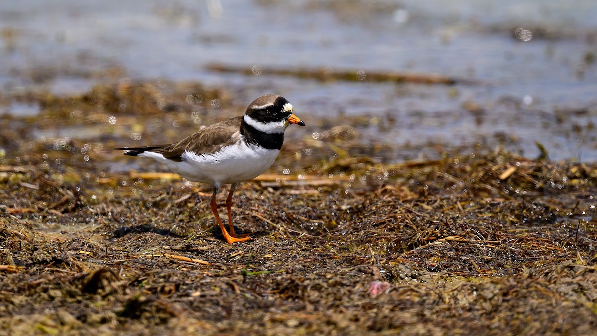 Common Ringed Plover - ML619772849