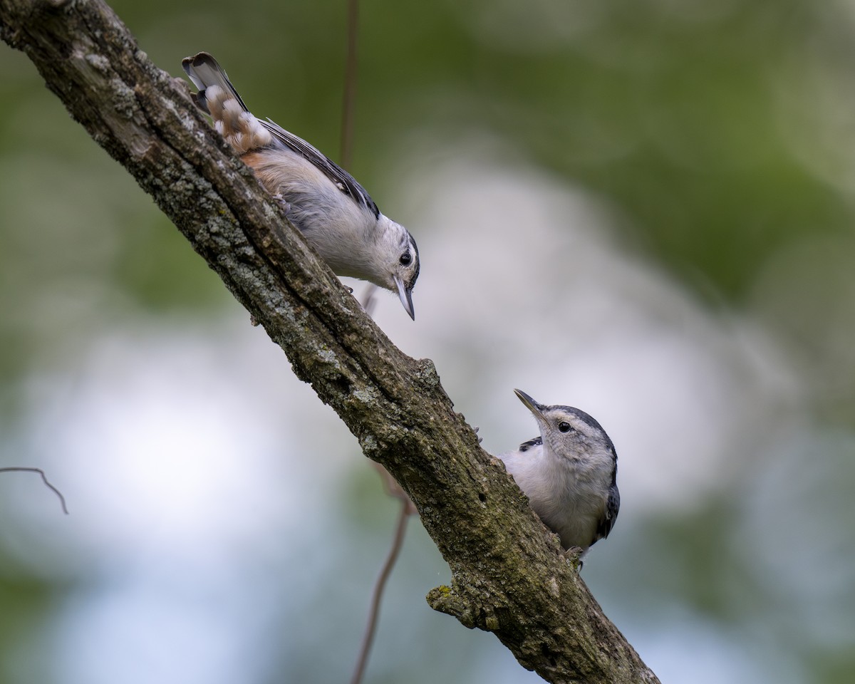 White-breasted Nuthatch - ML619772850