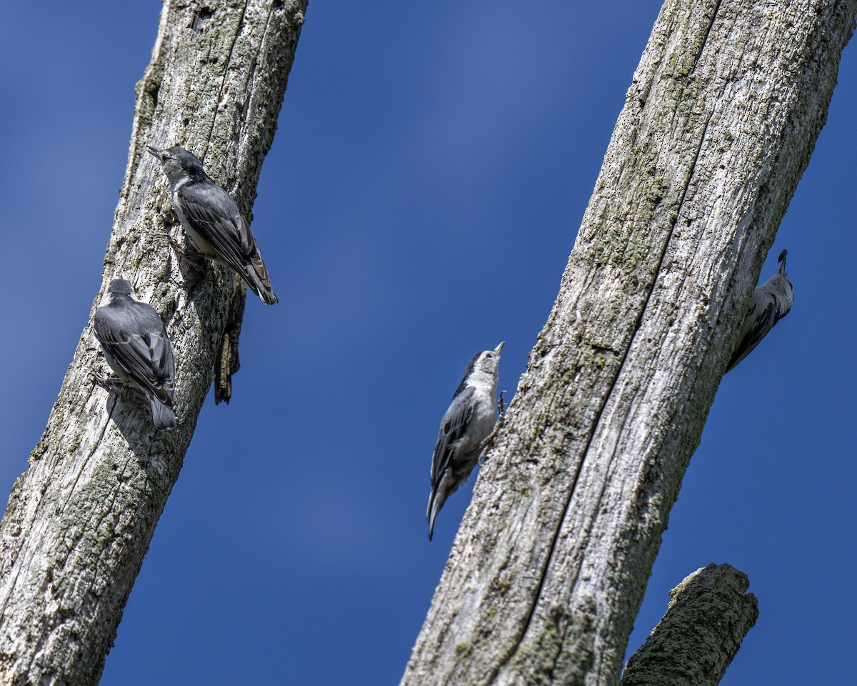 White-breasted Nuthatch - ML619772851