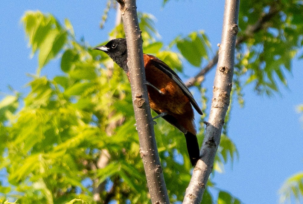 Orchard Oriole - ML619772855