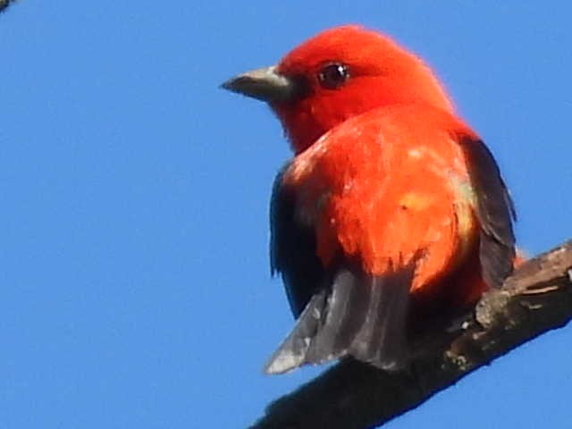 Scarlet Tanager - ML619772857