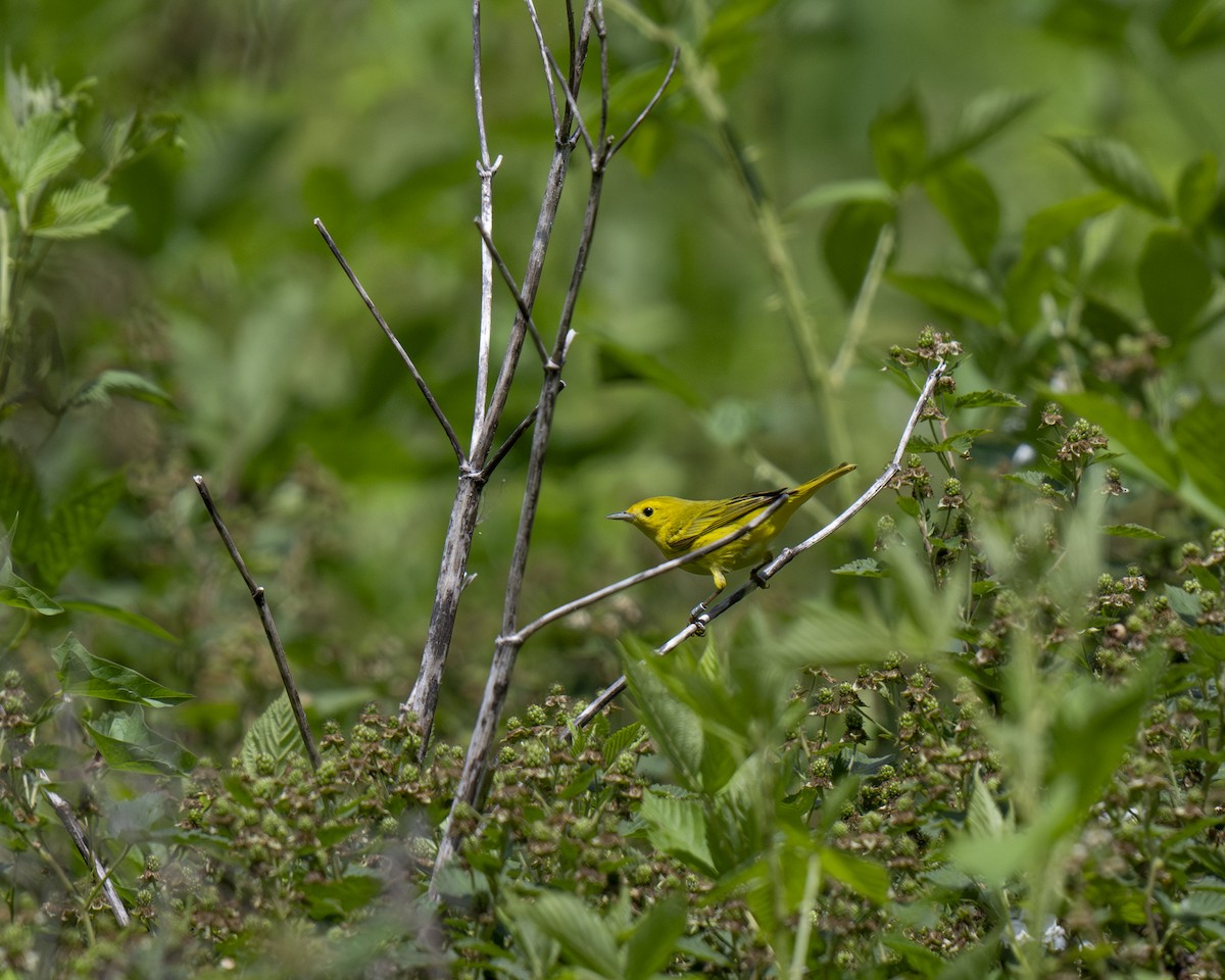 Yellow Warbler - ML619772890