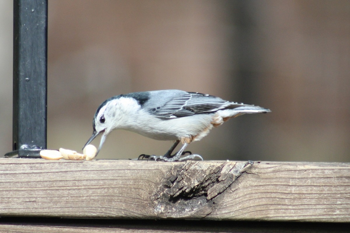 White-breasted Nuthatch (Eastern) - ML619772901