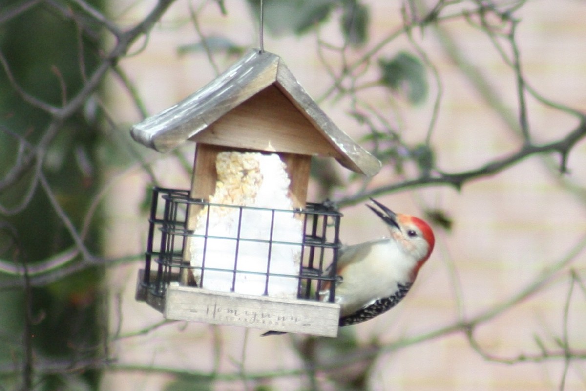 Red-bellied Woodpecker - ML619772915