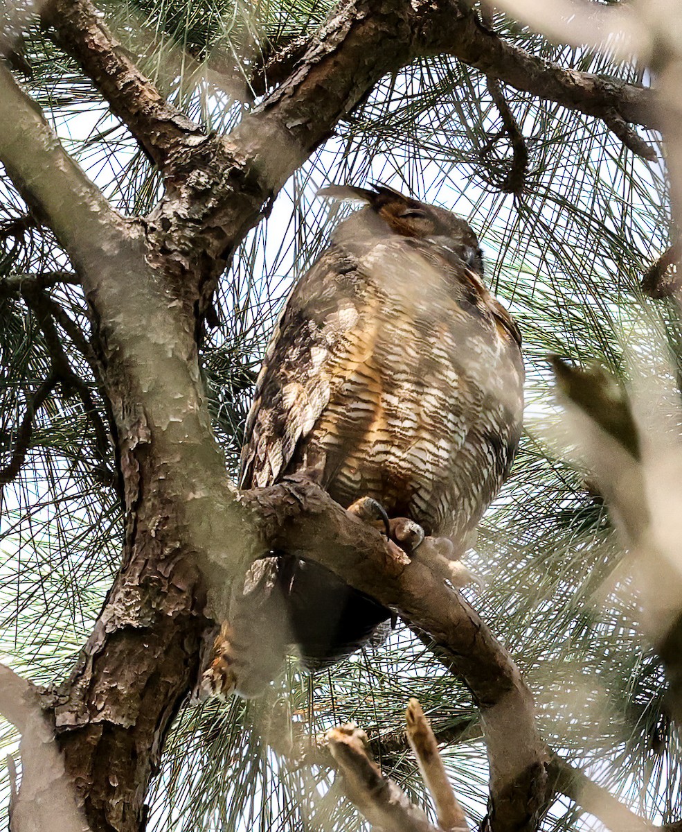 Great Horned Owl - ML619773044