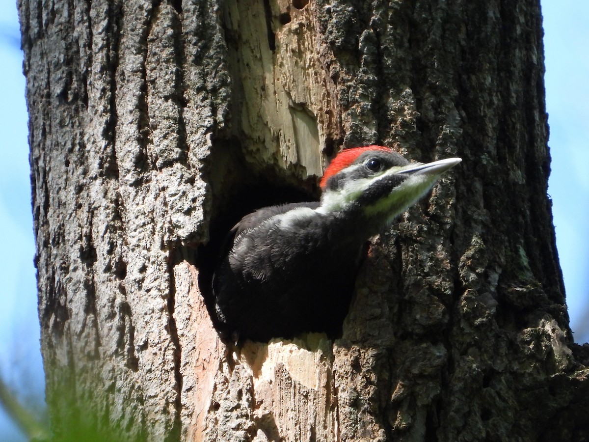 Pileated Woodpecker - ML619773070