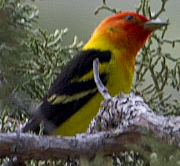 Western Tanager - ML619773078