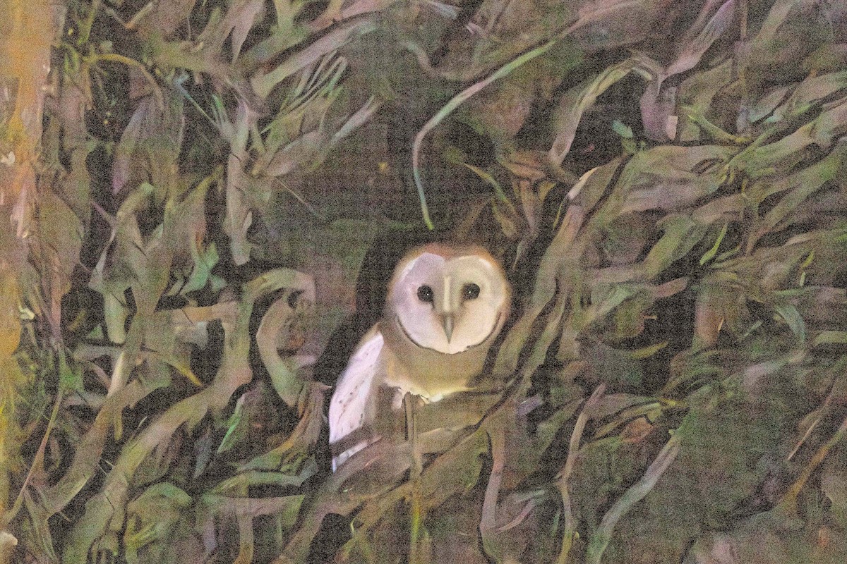Barn Owl (African) - ML619773081