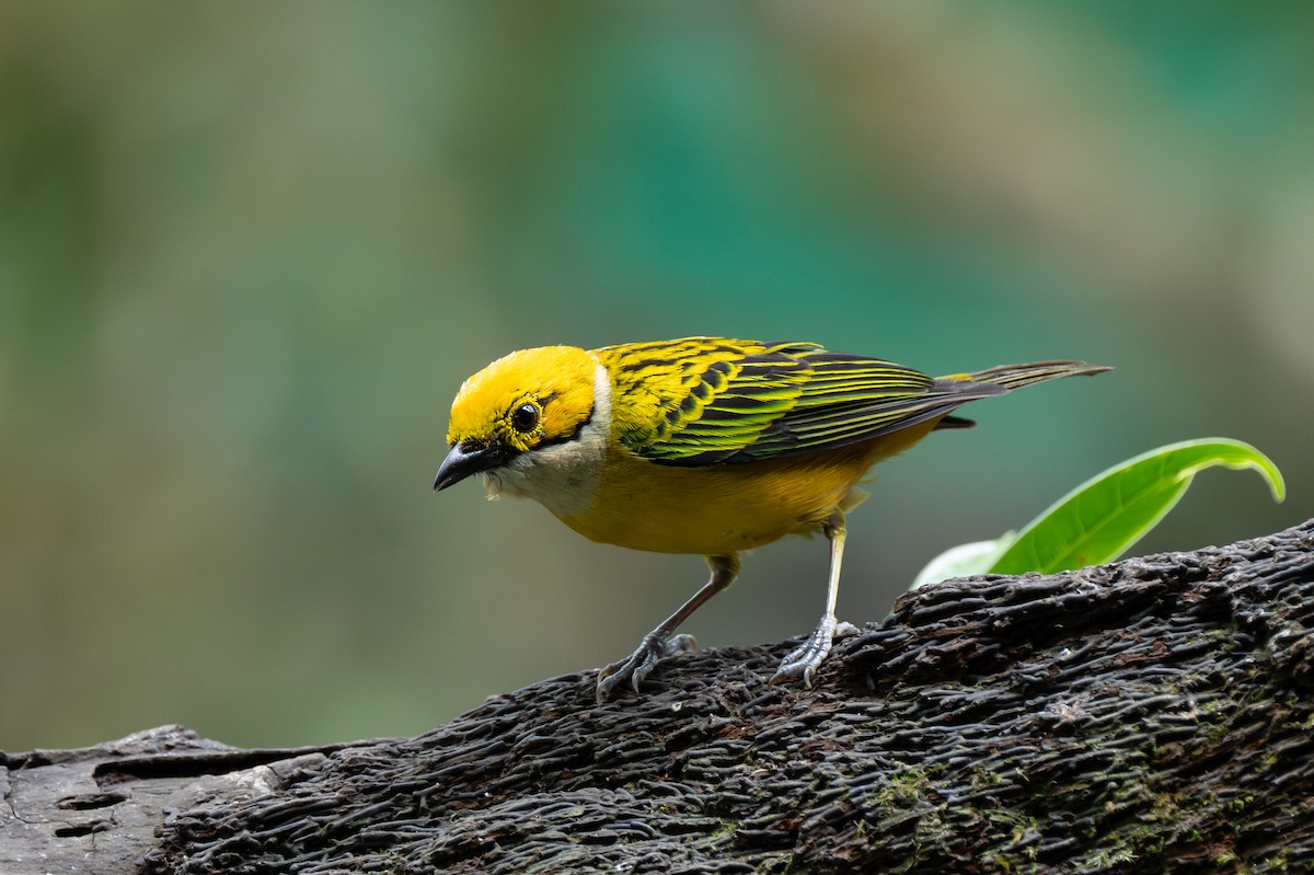 Silver-throated Tanager - ML619773176