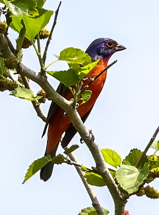 Painted Bunting - ML619773201