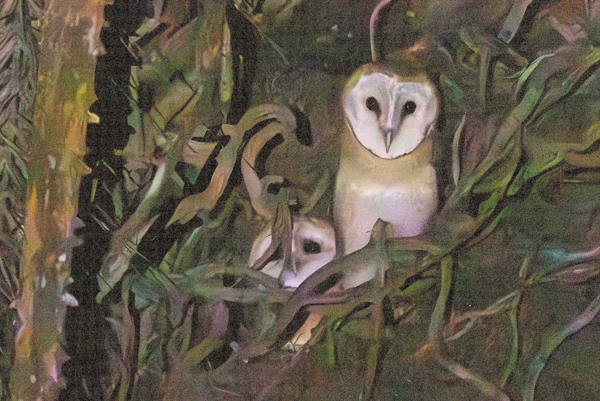 Barn Owl (African) - ML619773204