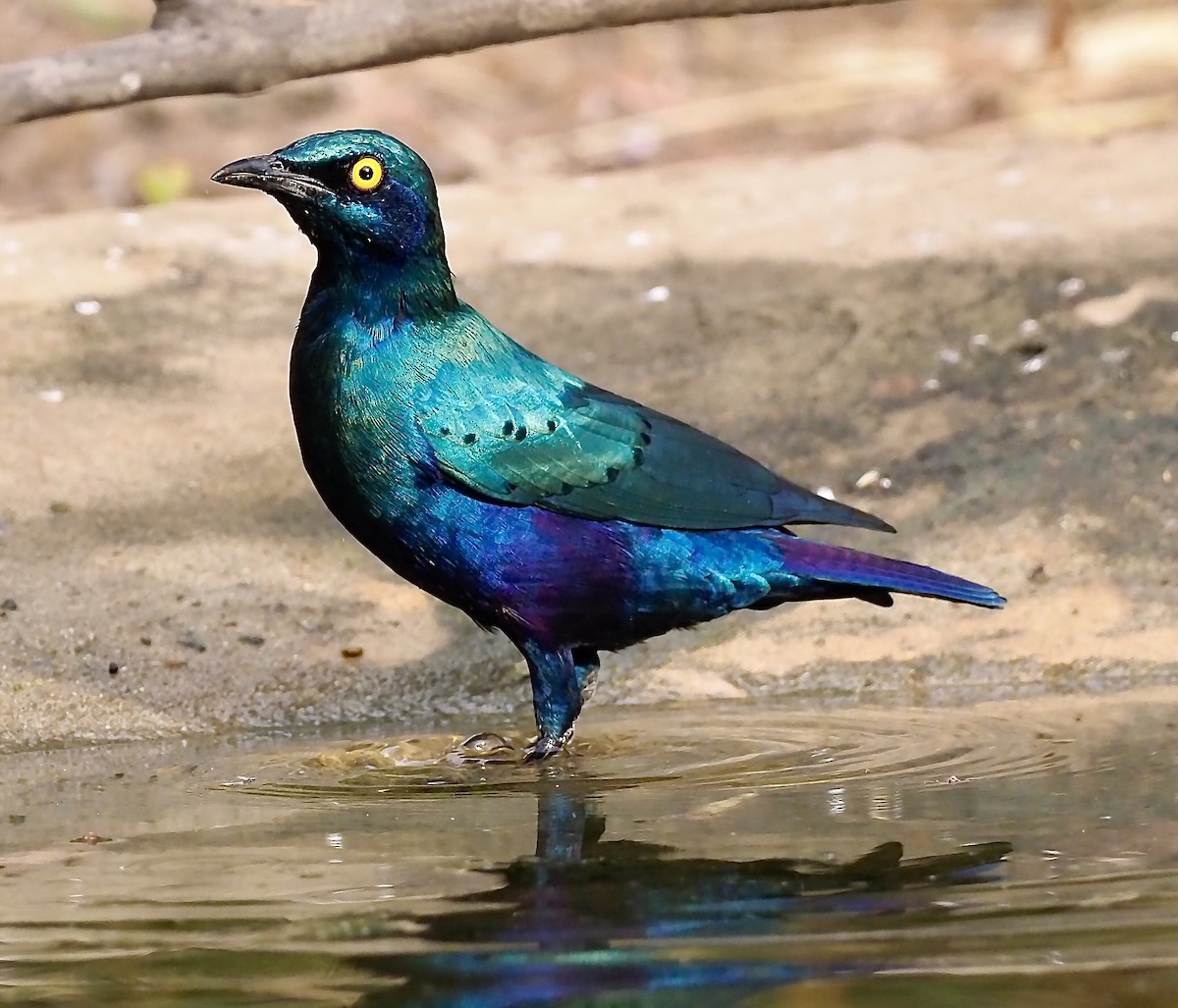 Greater Blue-eared Starling - ML619773214