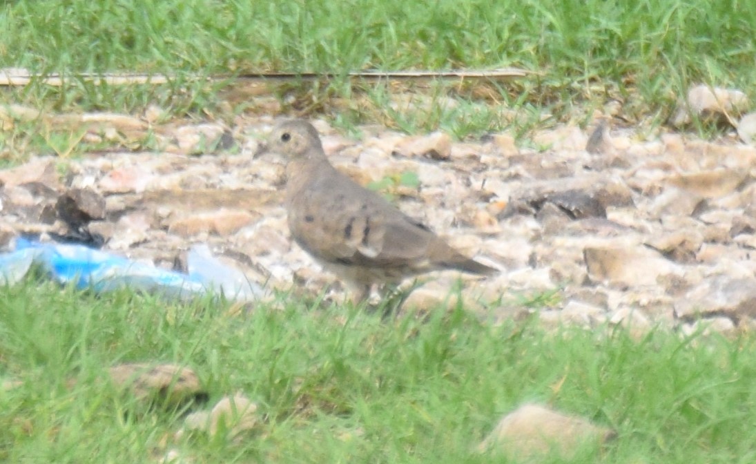 Plain-breasted Ground Dove - ML619773216
