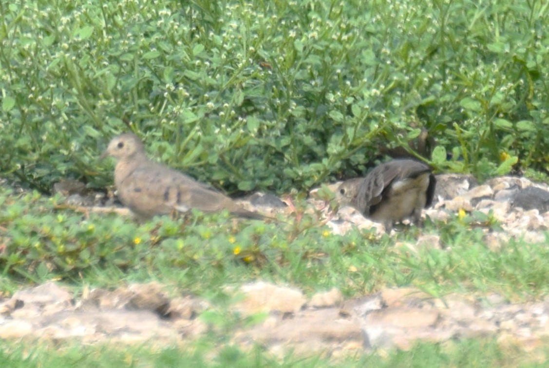Plain-breasted Ground Dove - ML619773218