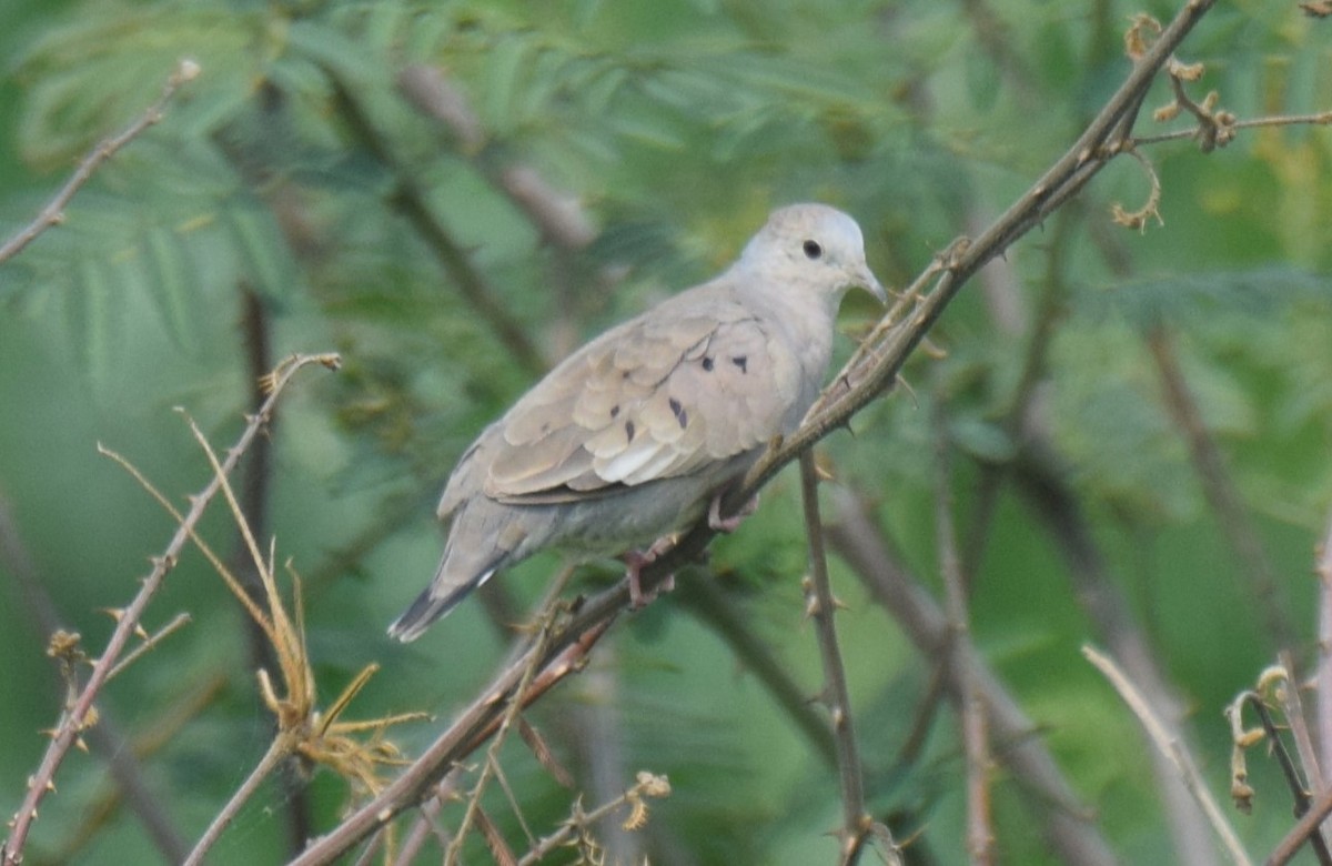 Plain-breasted Ground Dove - ML619773219