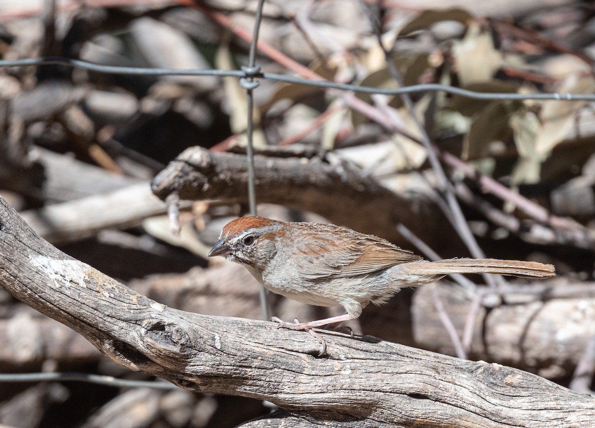 Rufous-crowned Sparrow - ML619773261