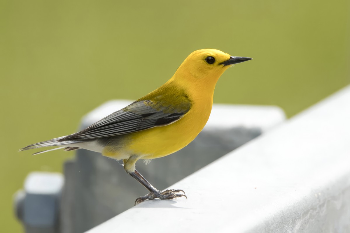Prothonotary Warbler - ML619773312