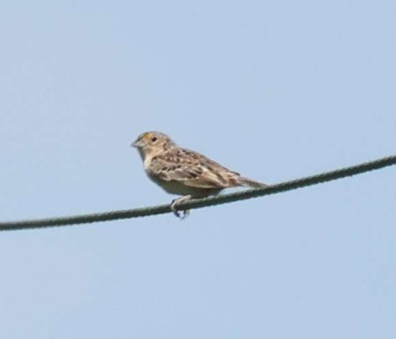 Grasshopper Sparrow - ML619773317
